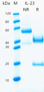 Recombinant human IL-23 protein (Active, HEK293)