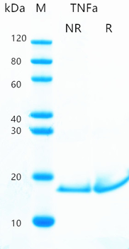 Recombinant human TNF-Alpha protein (Active, HEK293)