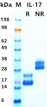 Recombinant human IL-17A protein (Active, HEK293)