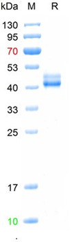 Recombinant human IL-12B protein, C-His (HEK293)