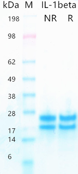 Recombinant human IL-1b protein (Active, HEK293)