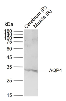 AQP4 Rabbit Polyclonal Antibody