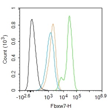 Fbxw7 Rabbit Polyclonal Antibody