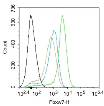 Fbxw7 Rabbit Polyclonal Antibody