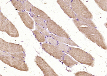 Actin Rabbit Polyclonal Antibody