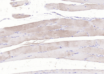 Actin Rabbit Polyclonal Antibody
