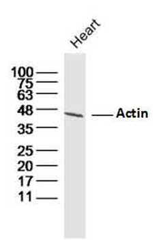 Actin Rabbit Polyclonal Antibody