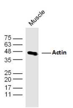 Actin Rabbit Polyclonal Antibody