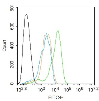 Phospho-CHEK2 (Thr383) Rabbit Polyclonal Antibody