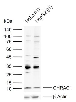 CHRAC1 Rabbit Polyclonal Antibody