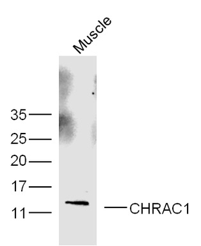 CHRAC1 Rabbit Polyclonal Antibody
