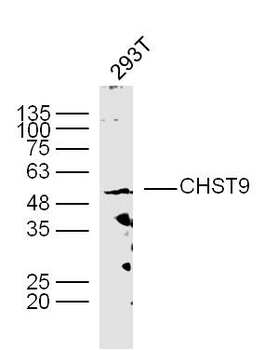 CHST9 Rabbit Polyclonal Antibody