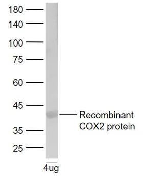 Cyclooxygenase 2 Rabbit Polyclonal Antibody