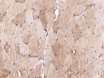Phospho-COP1 (Ser387) Rabbit Polyclonal Antibody