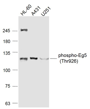 Phospho-Eg5 (Thr926) Rabbit Polyclonal Antibody