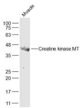 Creatine kinase MT Rabbit Polyclonal Antibody