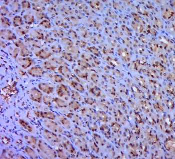 CREB3L1 Rabbit Polyclonal Antibody