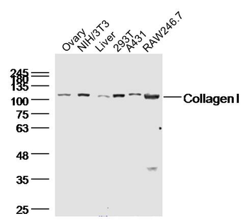 Collagen I Rabbit Polyclonal Antibody