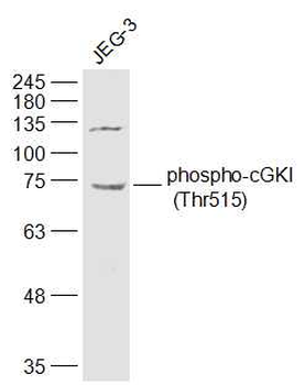 Phospho-cGKI (Thr515) Rabbit Polyclonal Antibody