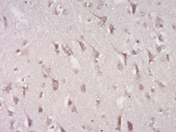 CXX1 Rabbit Polyclonal Antibody