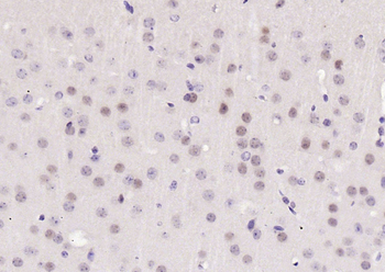 Phospho-Cyclin C (Ser275) Rabbit Polyclonal Antibody