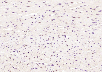 Phospho-Cyclin C (Ser275) Rabbit Polyclonal Antibody