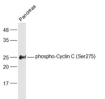 Phospho-Cyclin C (Ser275) Rabbit Polyclonal Antibody