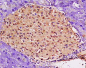 Phospho-Cyclin C (Ser275) Rabbit Polyclonal Antibody