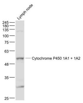 Cytochrome P450 1A1 + 1A2 Rabbit Polyclonal Antibody