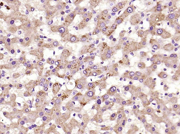 C5a anaphylatoxin Rabbit Polyclonal Antibody