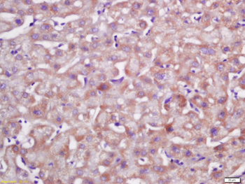 C5a anaphylatoxin Rabbit Polyclonal Antibody