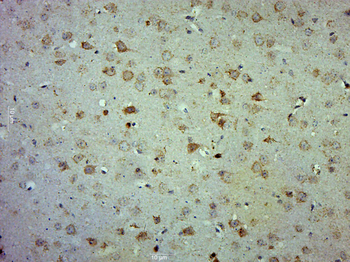 COX4I1 Rabbit Polyclonal Antibody