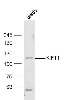 KIF11 Rabbit Polyclonal Antibody