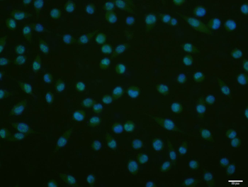 Cdc25C Rabbit Polyclonal Antibody