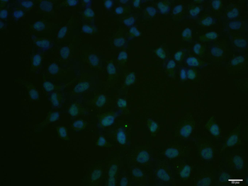 Cdc25C Rabbit Polyclonal Antibody