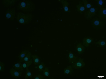 Cdc25C Rabbit Polyclonal Antibody