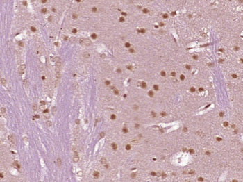 Cdc25C Rabbit Polyclonal Antibody