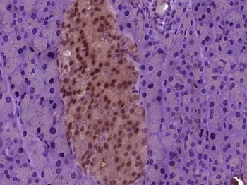 Cdc25C Rabbit Polyclonal Antibody