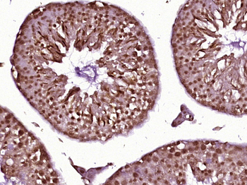 Cdc25C Rabbit Polyclonal Antibody