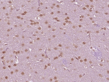 Cdc25C Rabbit Polyclonal Antibody