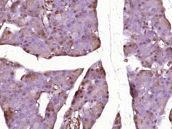 Cdc25C Rabbit Polyclonal Antibody