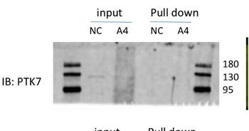 CCK4/PTK7 Rabbit Polyclonal Antibody