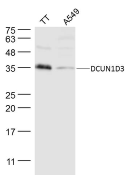 DCUN1D3 Rabbit Polyclonal Antibody