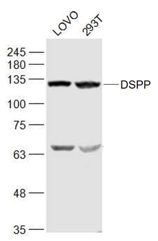 DSPP Rabbit Polyclonal Antibody