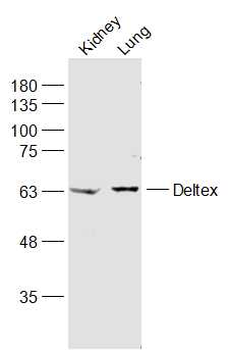 Deltex Rabbit Polyclonal Antibody