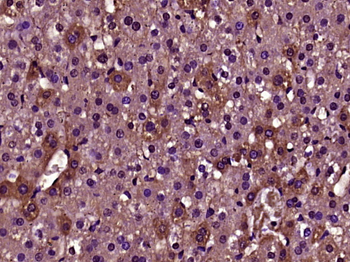 DENND1A Rabbit Polyclonal Antibody