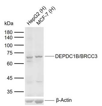 DEPDC1B/BRCC3 Rabbit Polyclonal Antibody