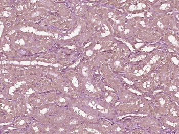 Dexras1 Rabbit Polyclonal Antibody