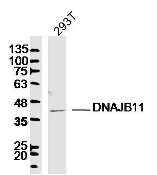 DNAJB11 Rabbit Polyclonal Antibody