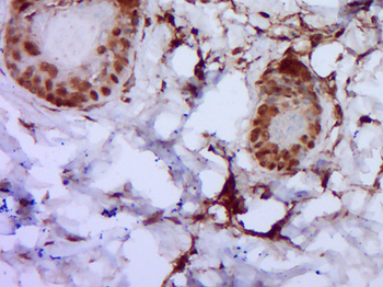 DNAJB5 Rabbit Polyclonal Antibody